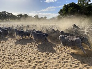 livestock sheep