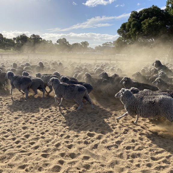 livestock sheep