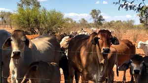 cattle beef NT
