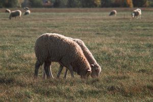 sheep livestock