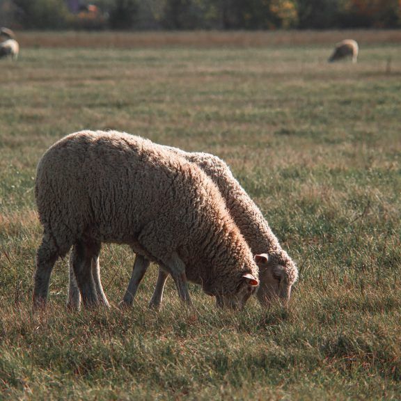 sheep livestock