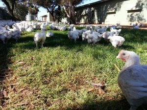 free ranging chicken