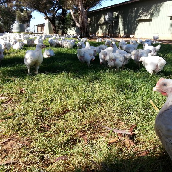 free ranging chicken