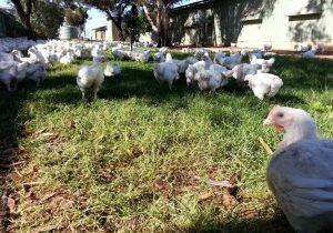 free ranging chicken